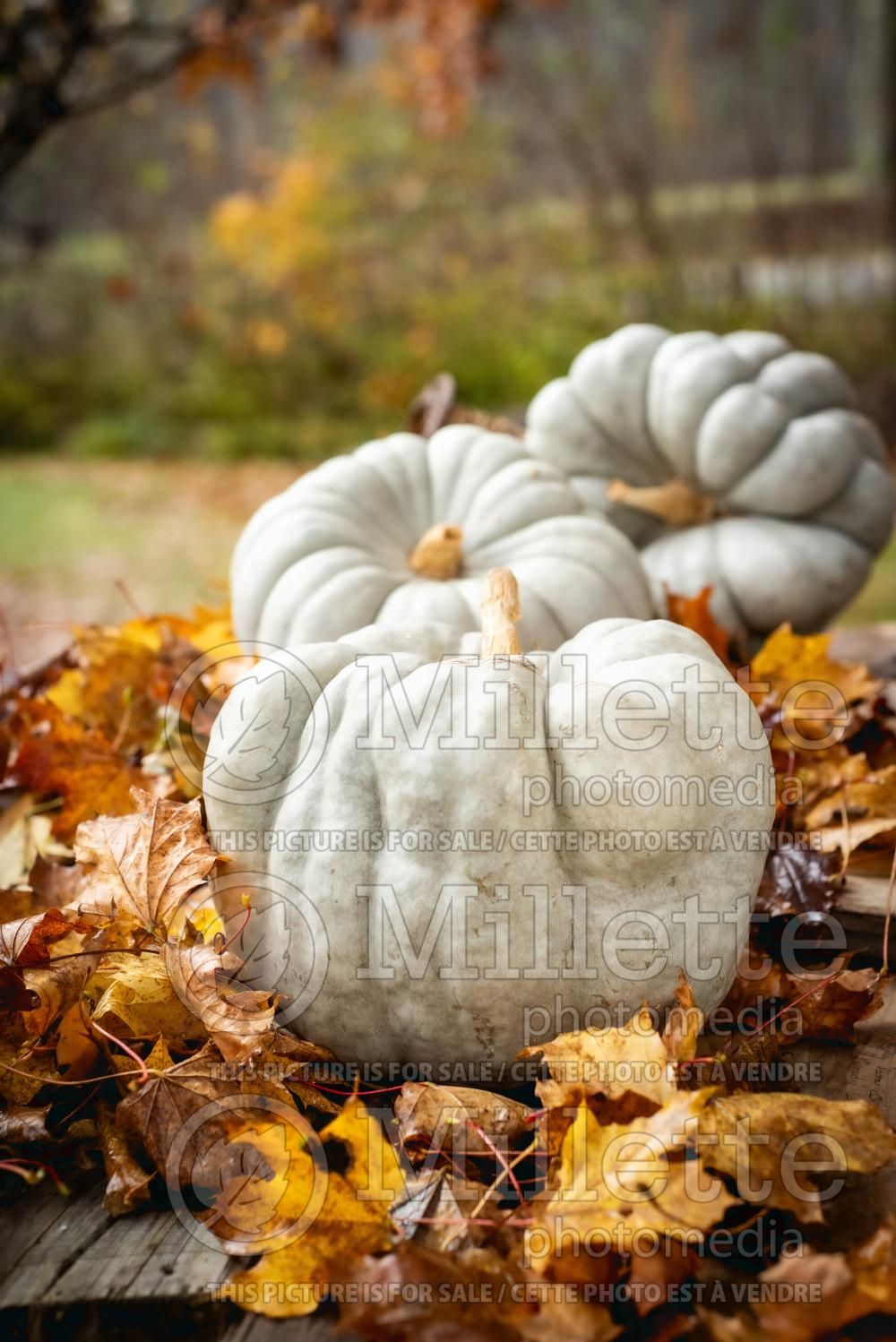 Curcurbita maxima Jarrahdale (pumpkin squash vegetable) 2