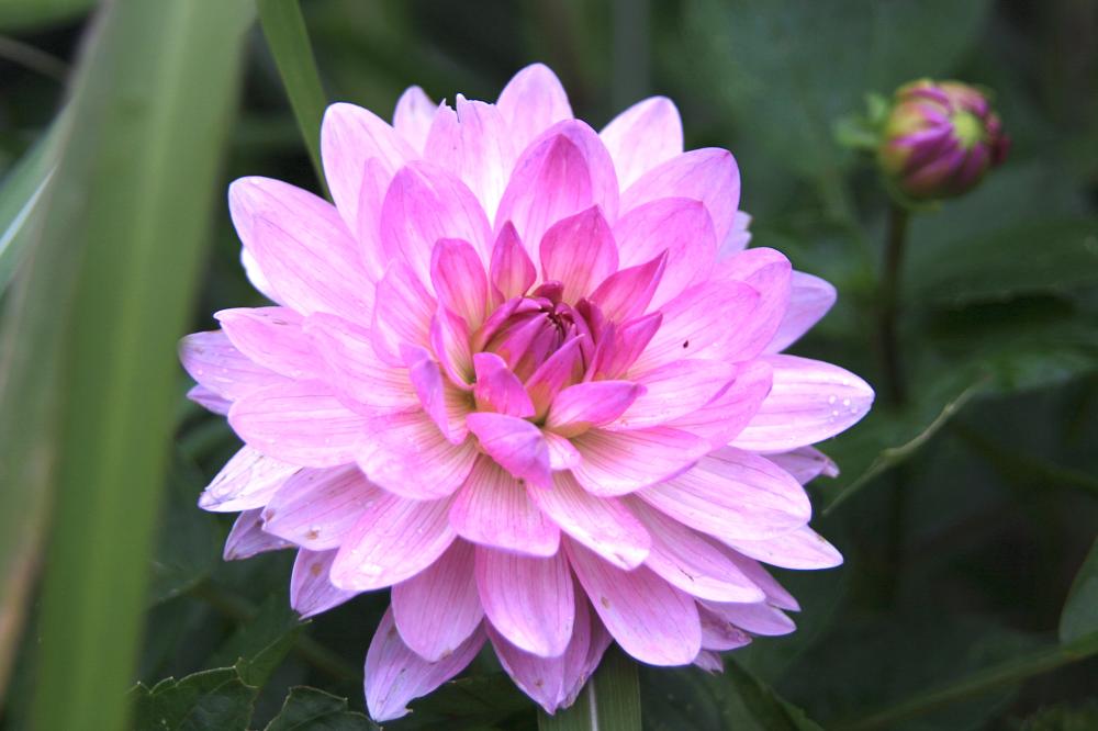 Dahlia Bitsy (Waterlily Dahlia) 5