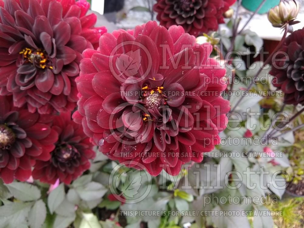 Dahlia Karma Chocolate aka Karma Choc (Dahlia) 2
