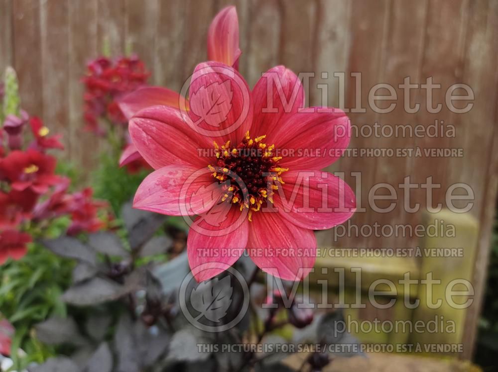 Dahlia Lubega Dark Red Glow (Decorative Dahlia) 1