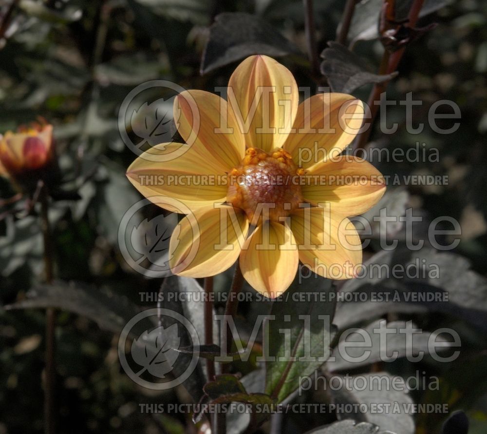 Dahlia Happy Single Party (Dahlia) 1