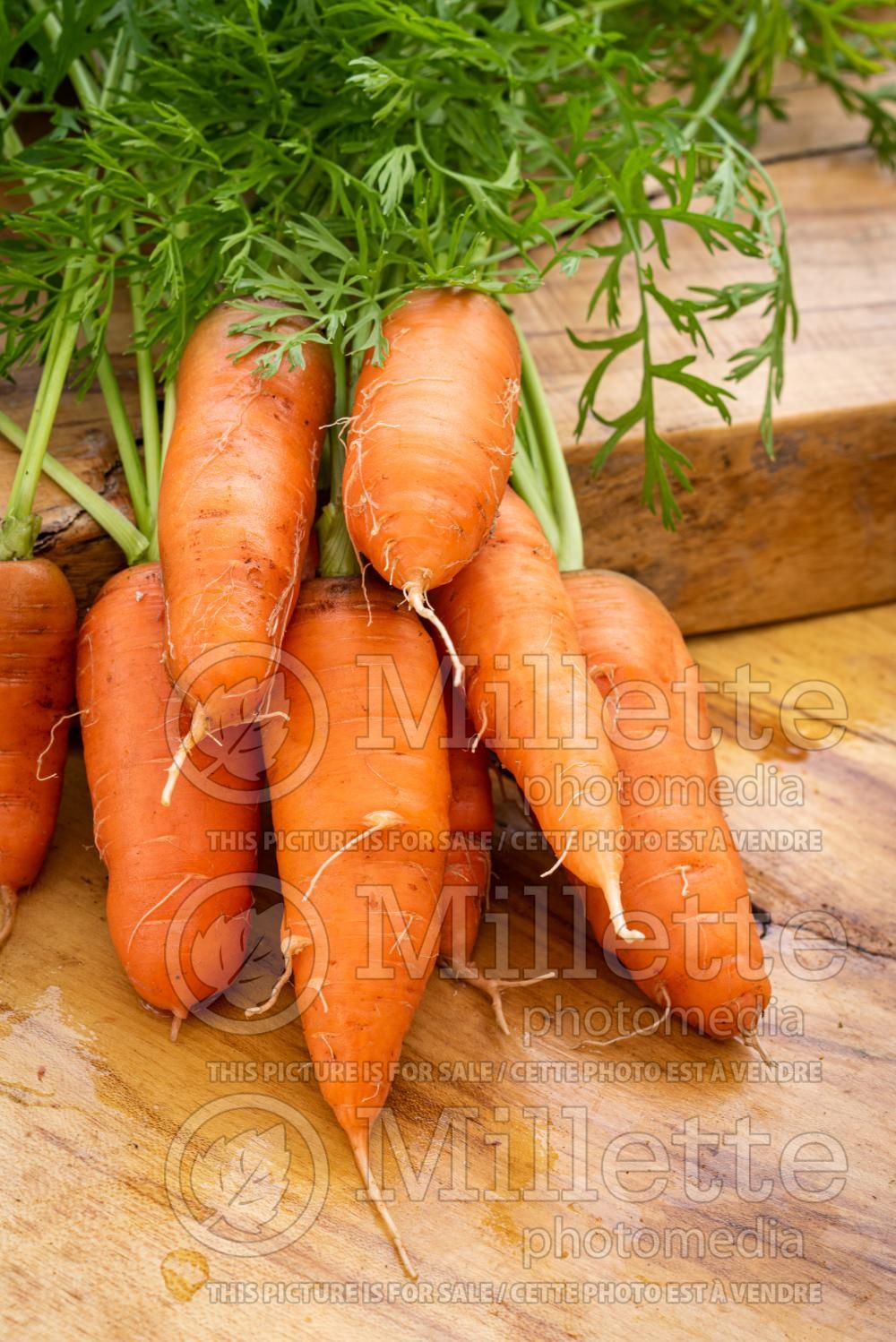 Daucus Danvers (Carrot) 4