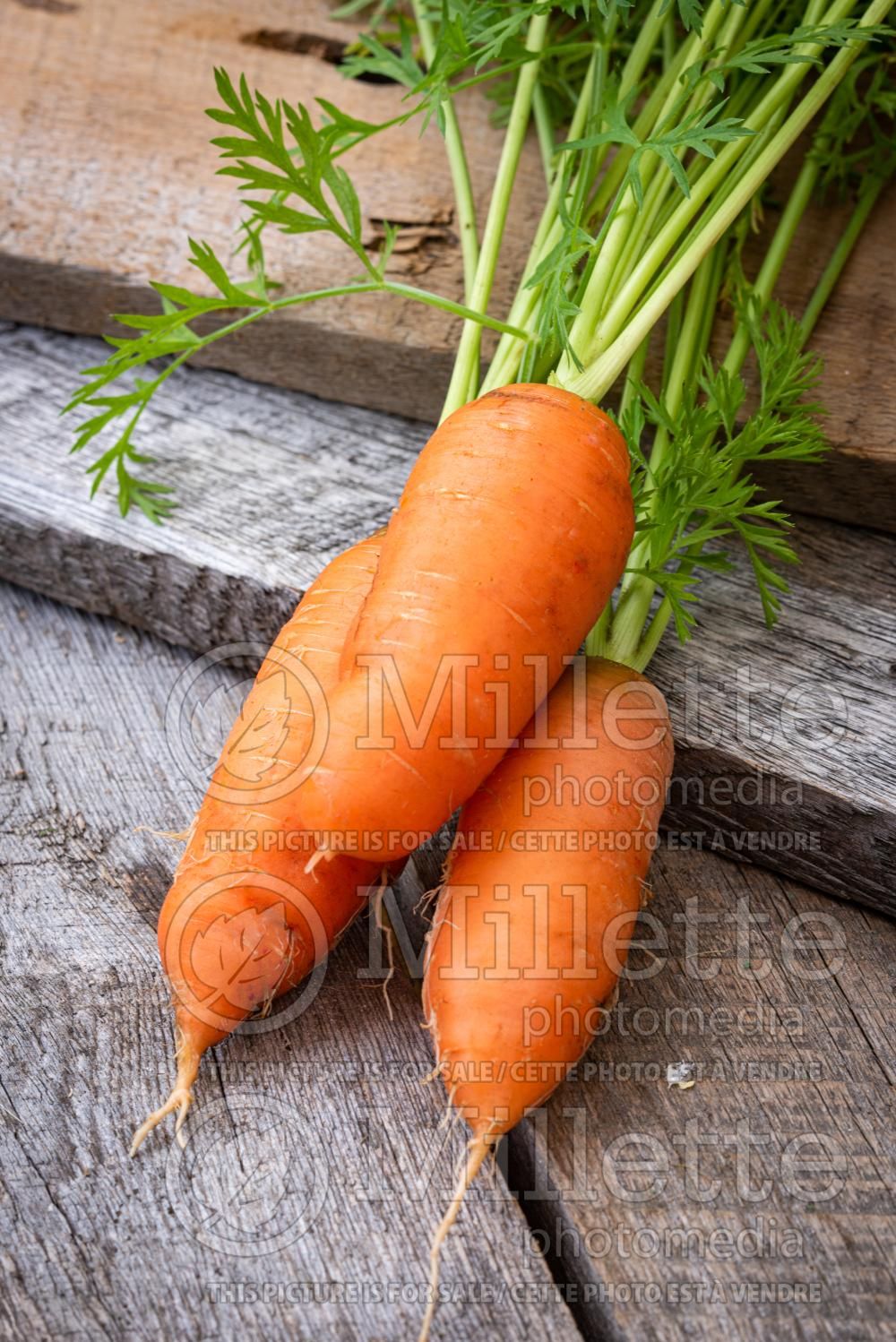 Daucus Danvers (Carrot) 5