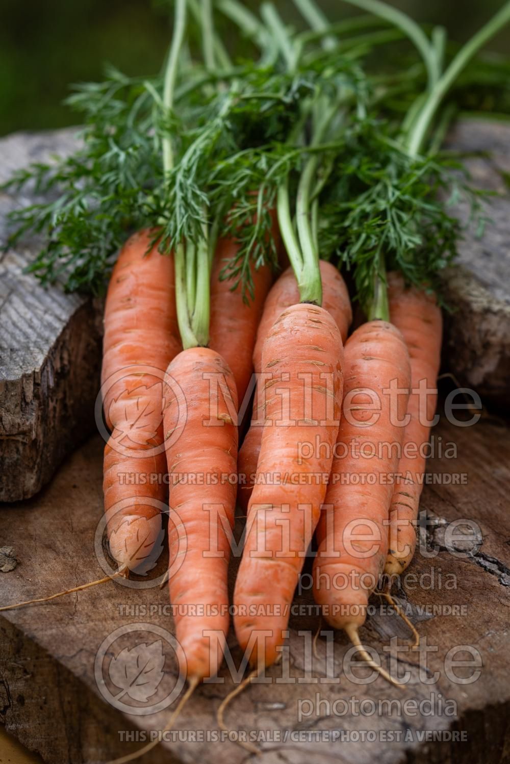 Daucus Danvers (Carrot) 2