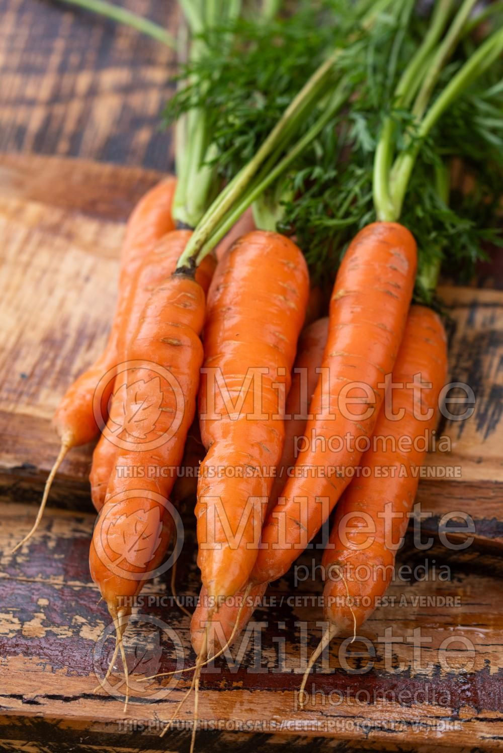 Daucus Danvers (Carrot) 1