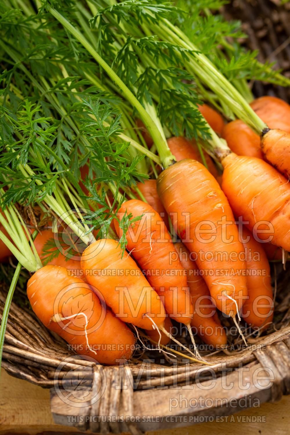 Daucus Scarlet Nantes (Carrot) 1