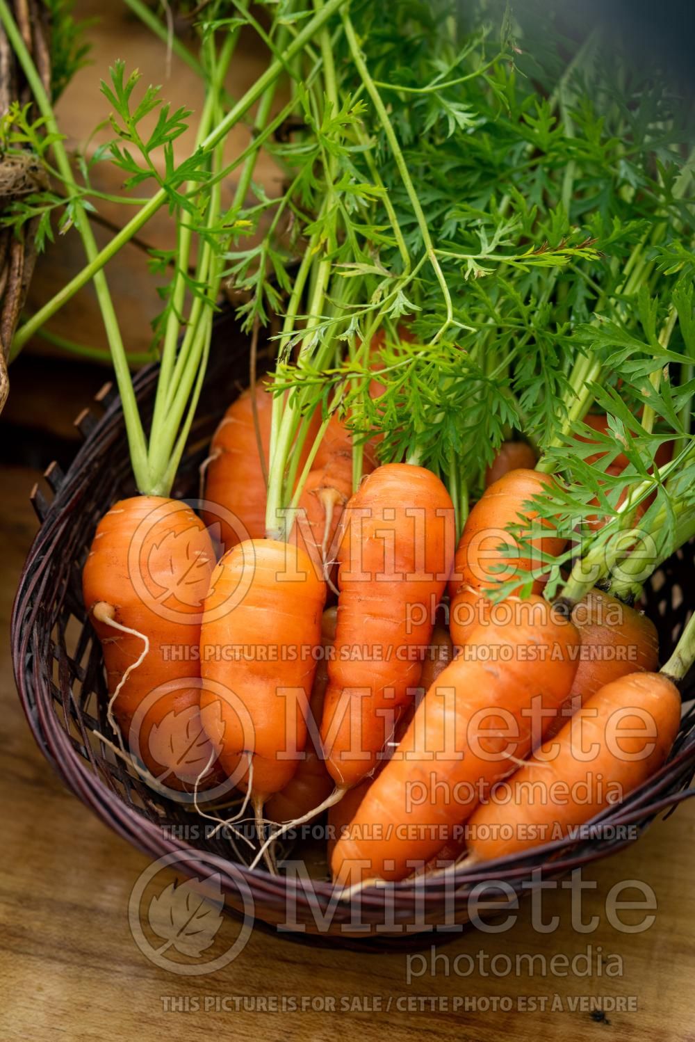 Daucus Scarlet Nantes (Carrot) 2