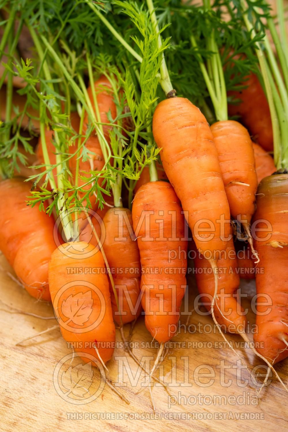 Daucus Scarlet Nantes (Carrot) 3