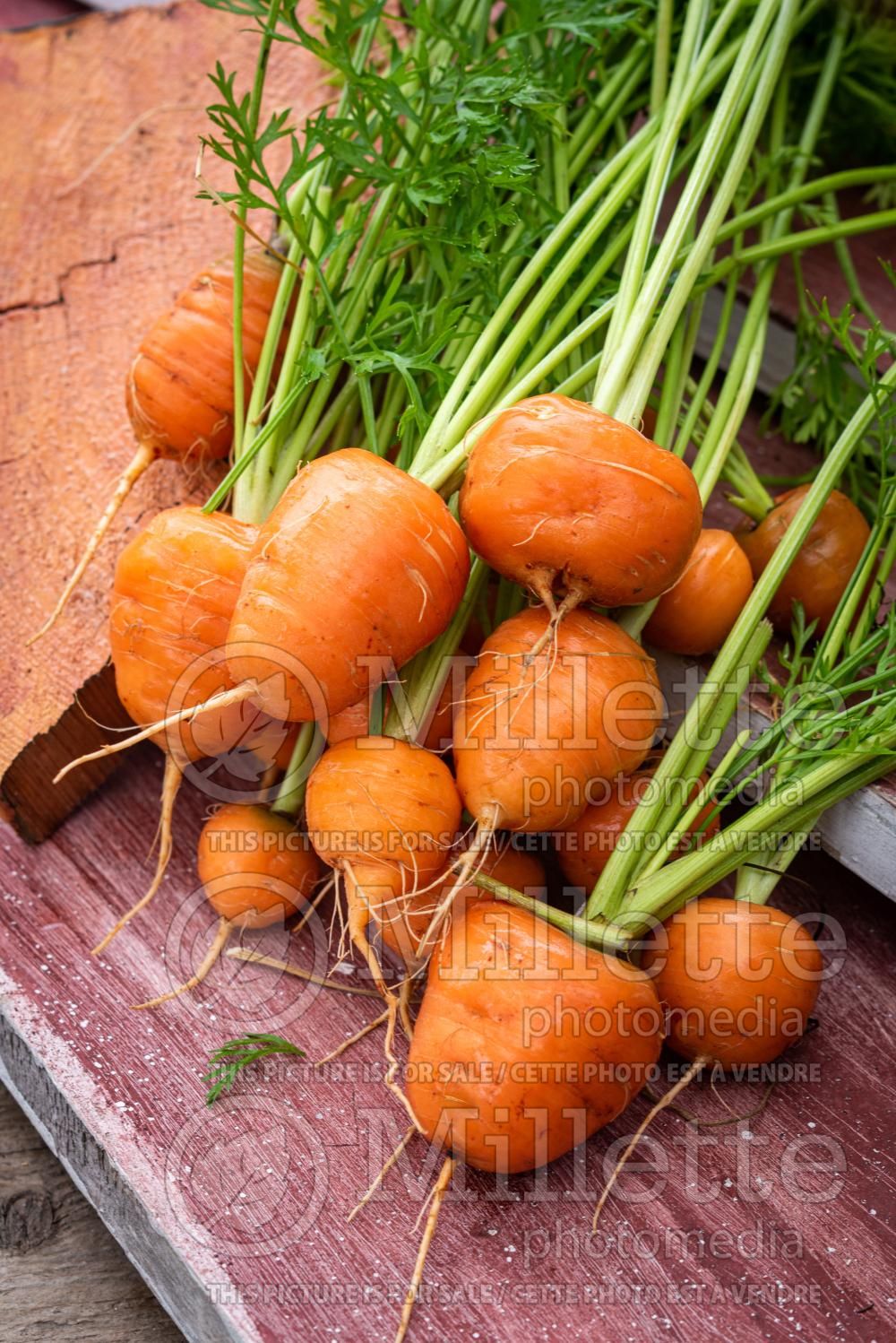 Daucus Paris Market (Carrot vegetable) 3
