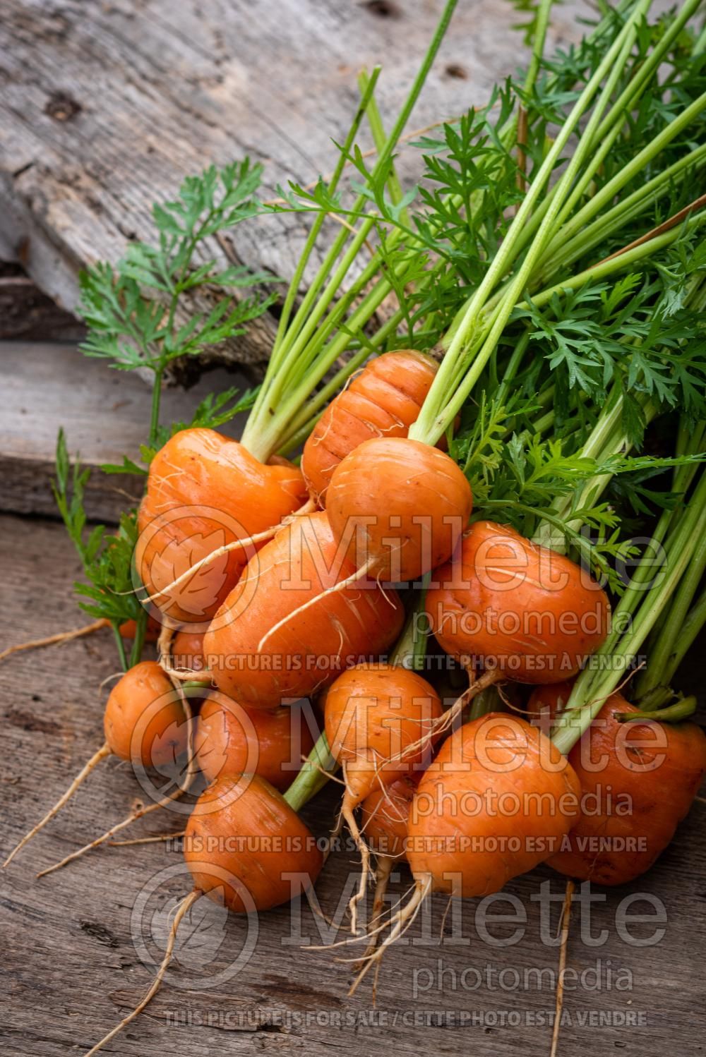 Daucus Paris Market (Carrot vegetable) 2