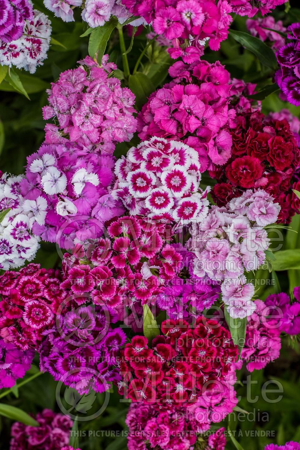 Dianthus barbatus Mix (Garden Pinks) 1