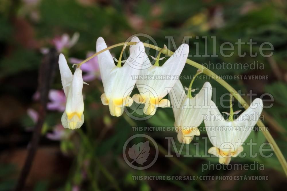 Dicentra cucullaria (Dutchman's britches) 3