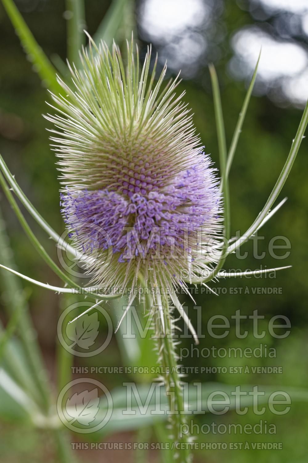 Dipsacus fullonum aka Dipsacus sylvestris (Wild teasel) 1