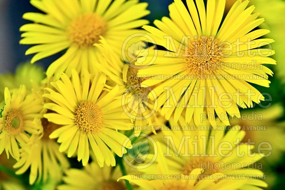 Doronicum Leonardo Compact (Leopard's Bane) 8