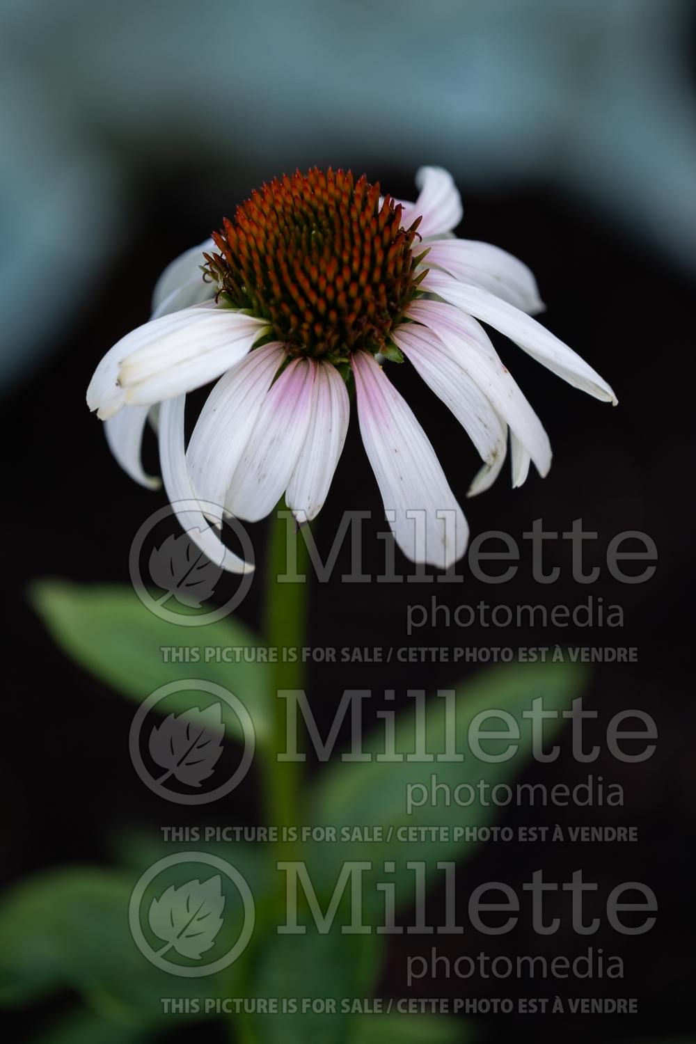 Echinacea Smoothie Raspberry Lychee (Coneflower) 1