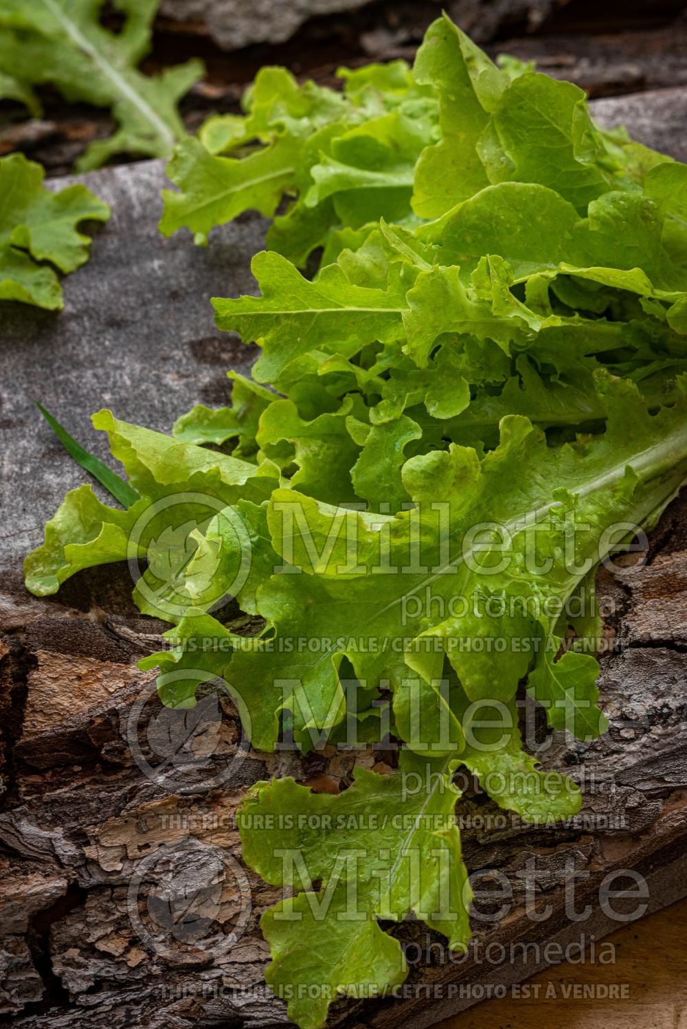 Eruca sativa (salad rocket arugula, roquette) 8