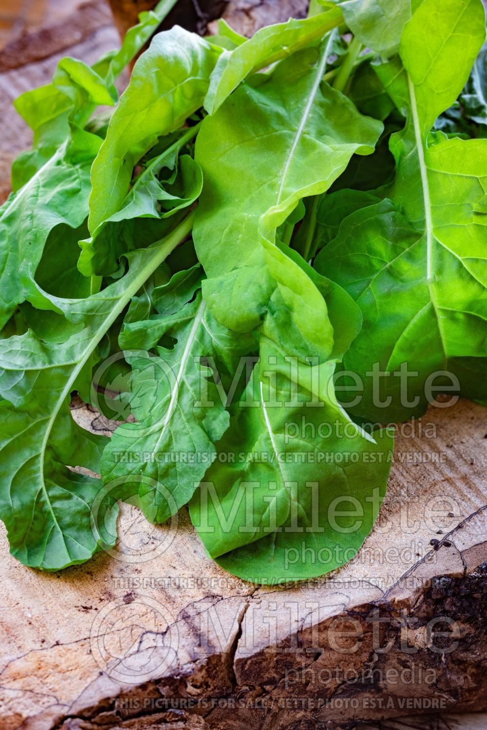 Eruca sativa (salad rocket arugula, roquette) 6