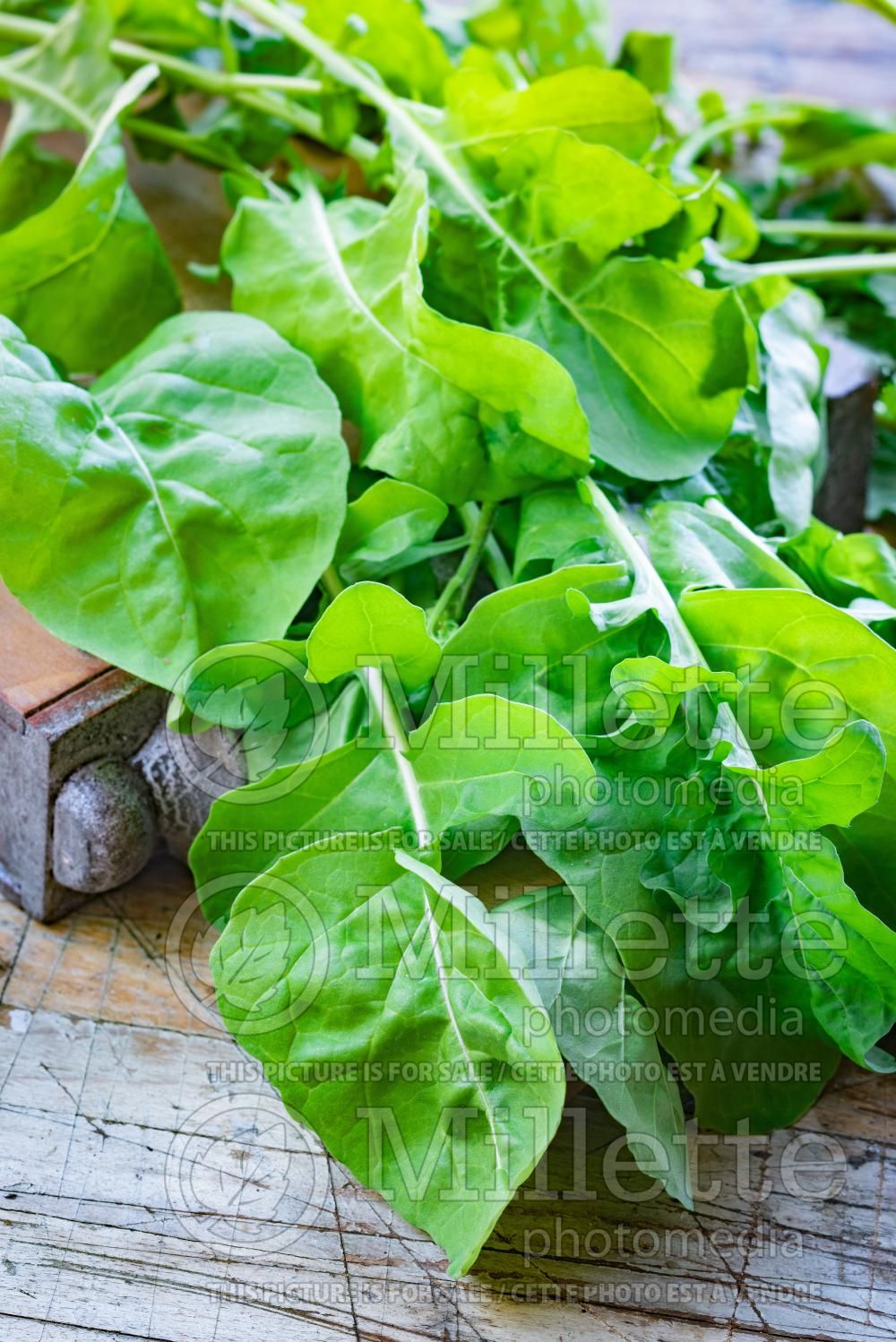 Eruca sativa (salad rocket arugula, roquette) 7