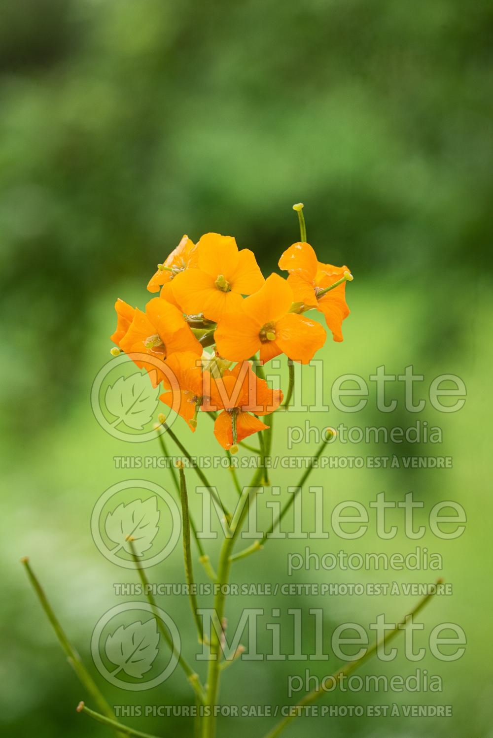 Erysimum capitatum (Wallflower) 1