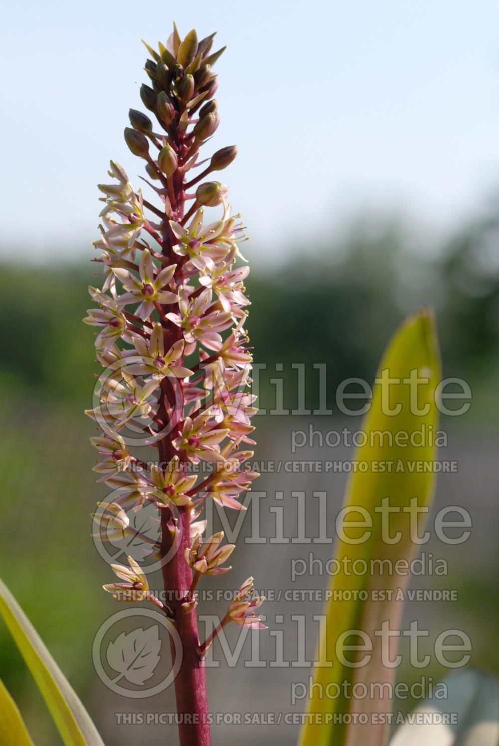 Eucomis Sparkling Burgundy (Pineapple lily) 12