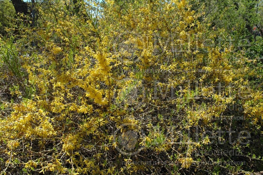 Forsythia Marée d'Or (Forsythia) 1