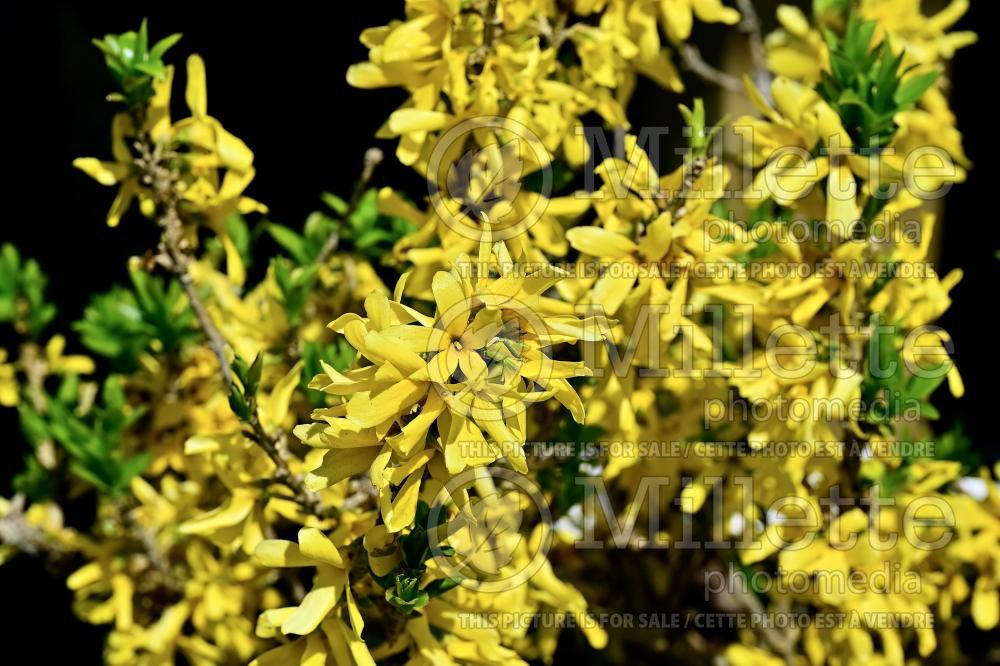 Forsythia Show Off Sugar Baby (Forsythia) 1