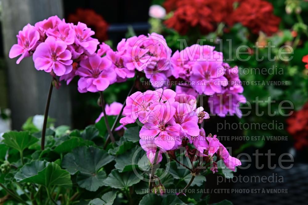 Geranium Savannah Lavender Splash (Pelargonium Geranium) 1