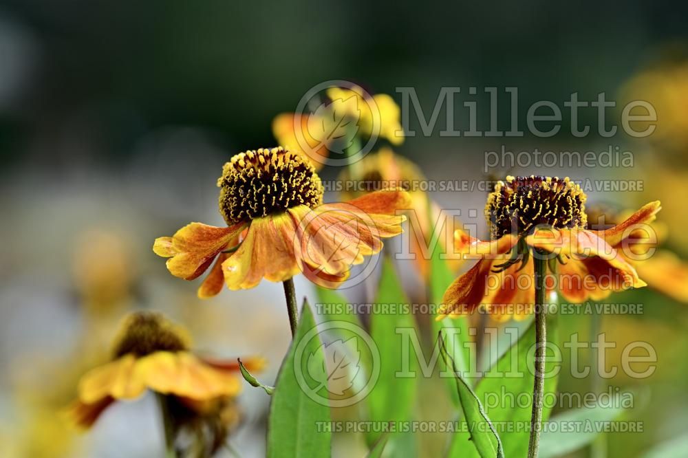 Helenium Mardi Gras or Helbro (Sneezeweed Dog-tooth Daisy) 9