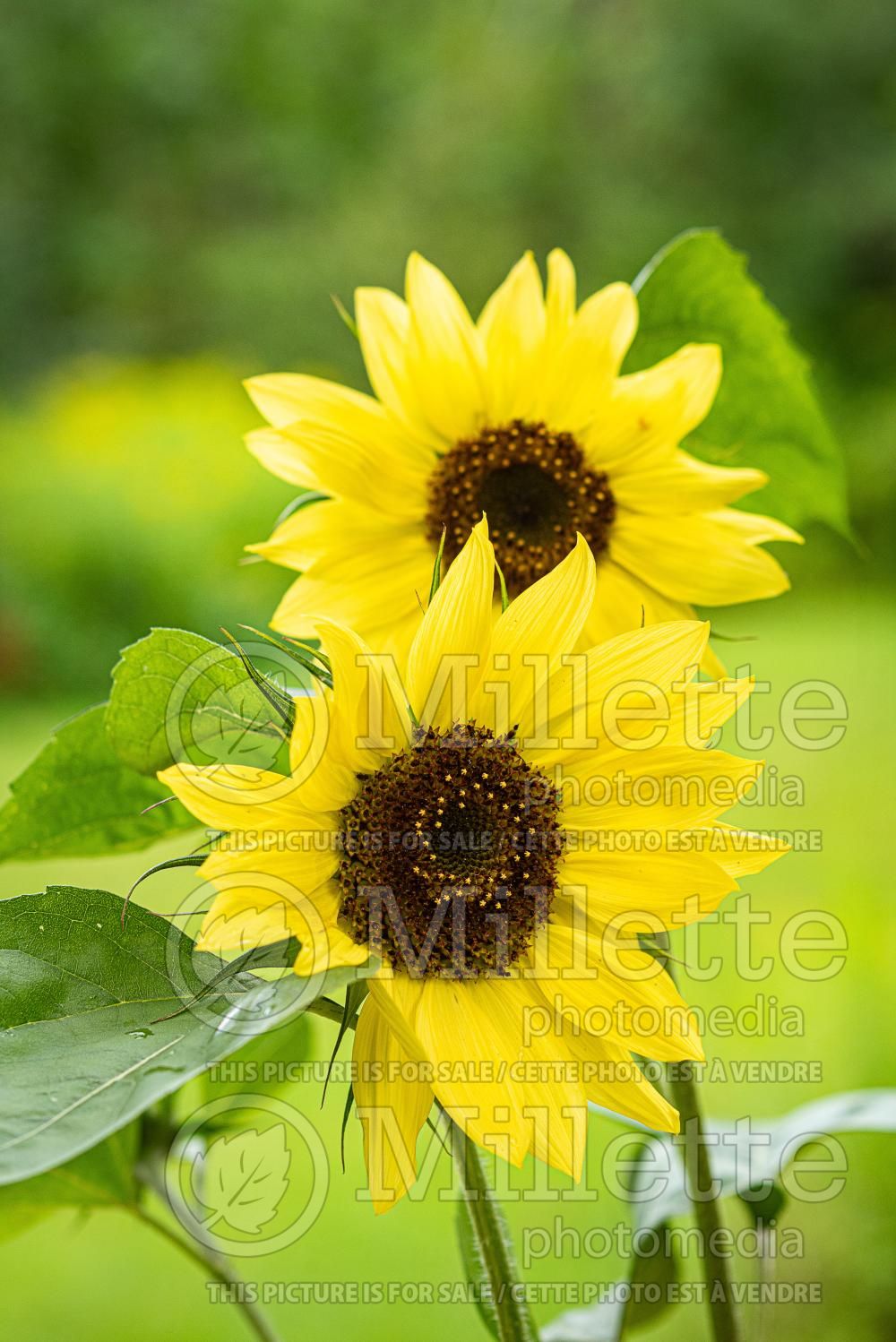Helianthus Valentine (Sunflower) 2