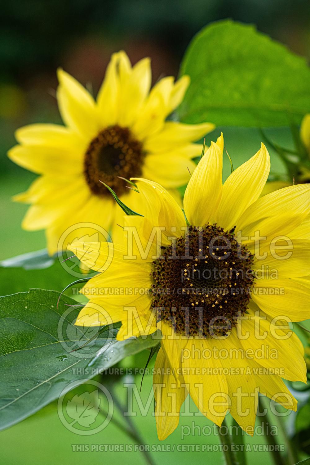 Helianthus Valentine (Sunflower) 3