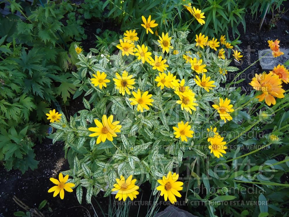 Heliopsis Loraine Sunshine or Helhan (False Sunflower) 1