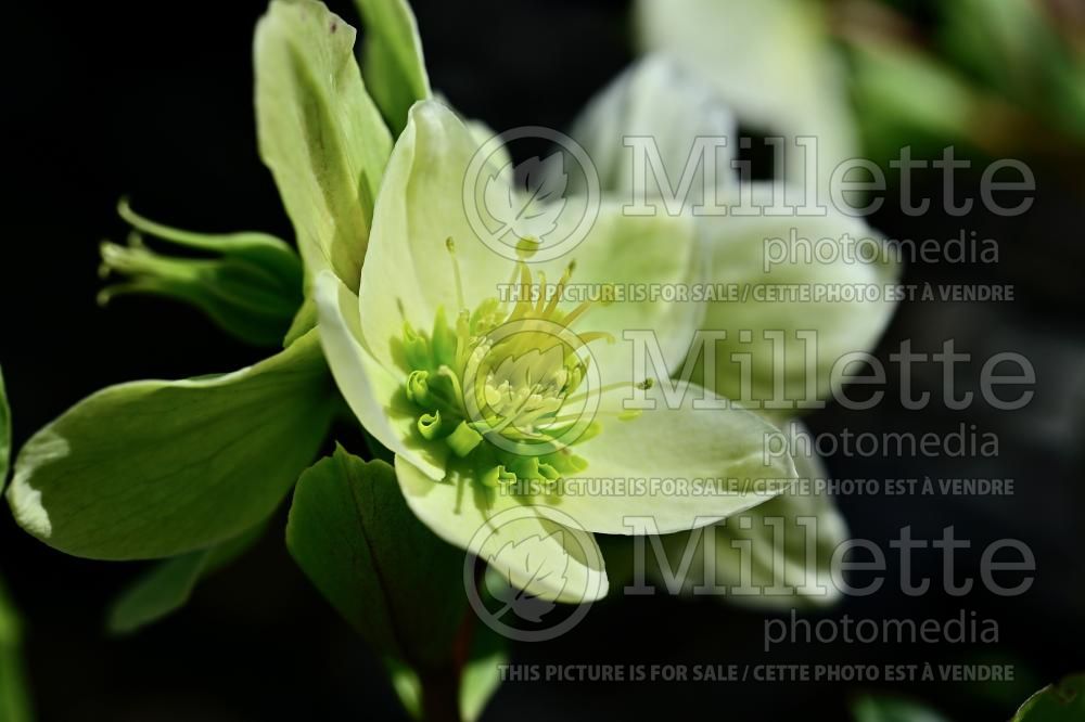Helleborus Champion (Lenten Rose) 2