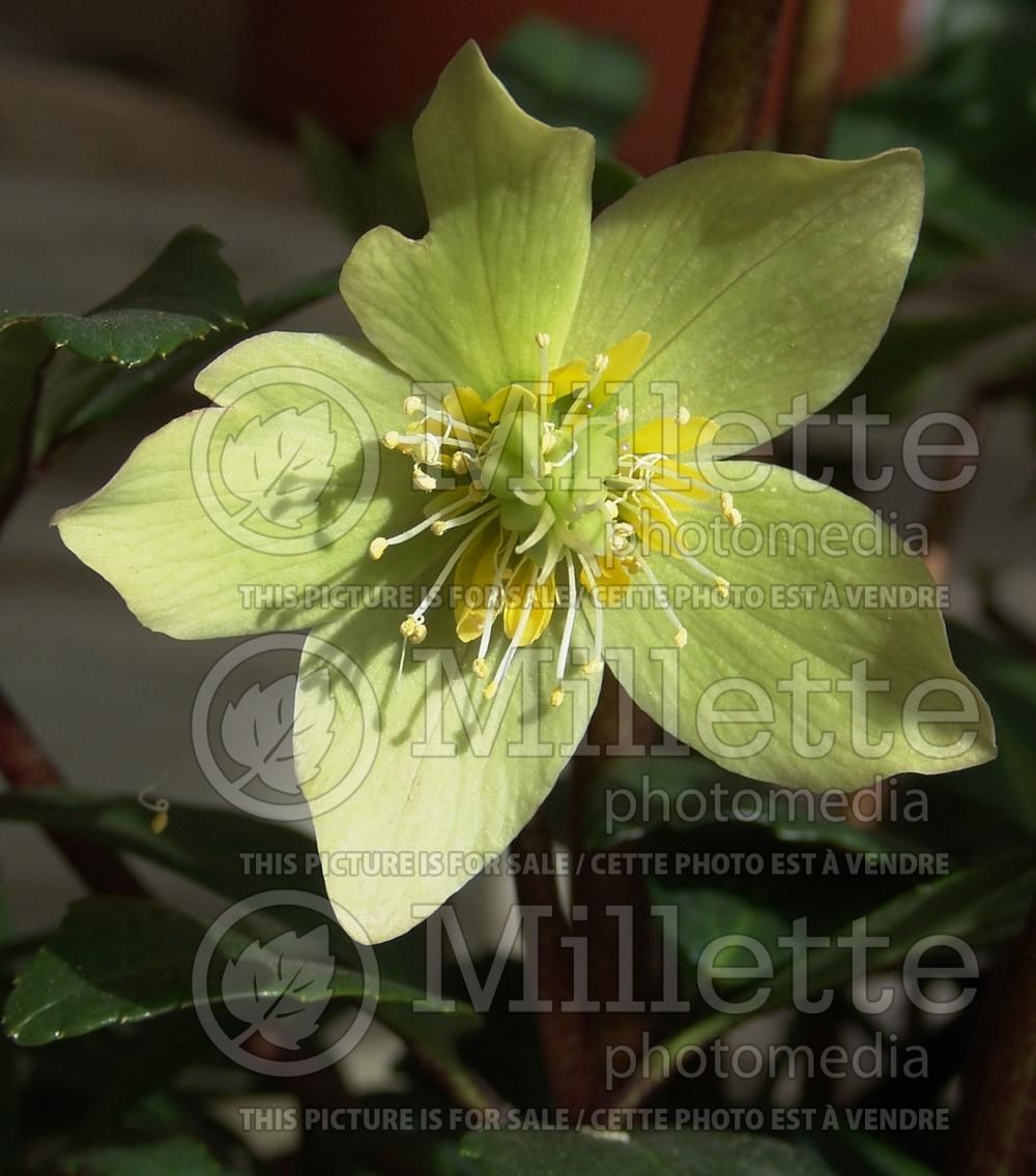 Helleborus GC Jacob (Lenten Rose) 7