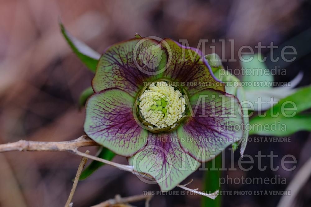 Helleborus Winter Jewels Jade Star (Lenten Rose) 4