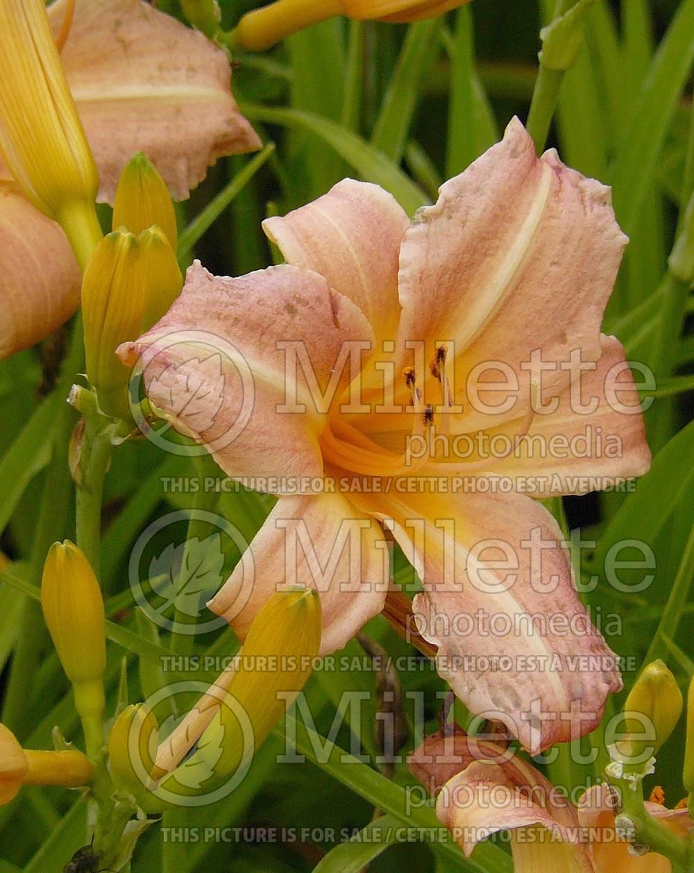 Hemerocallis Children's Festival (Daylily) 2