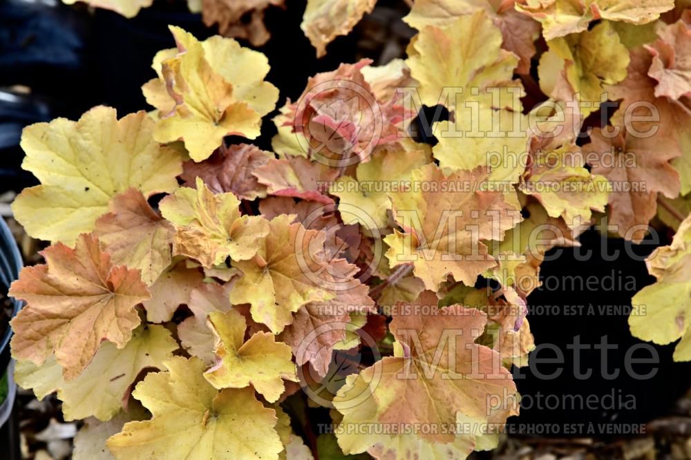 Heuchera Caramel (Coral Bells) 16