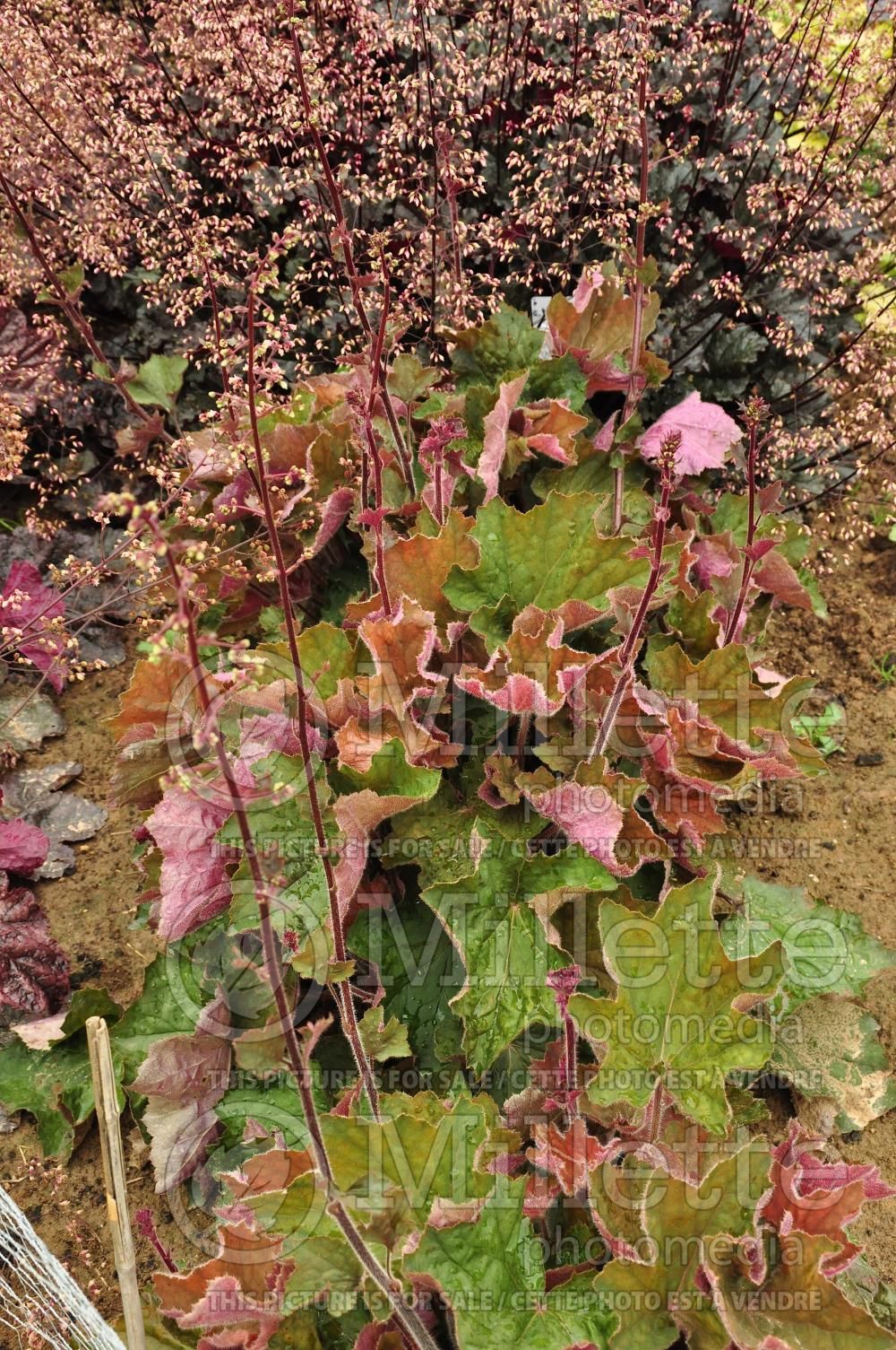 Heuchera Big Top Bronze (Coral Bells) 3