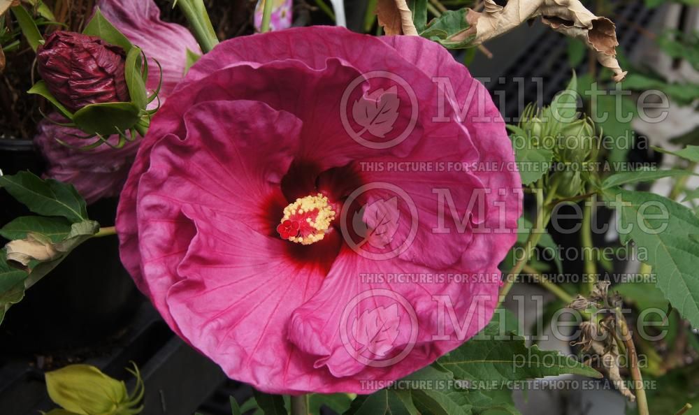 Hibiscus Berrylicious (Hibiscus African Rose Mallow) 1