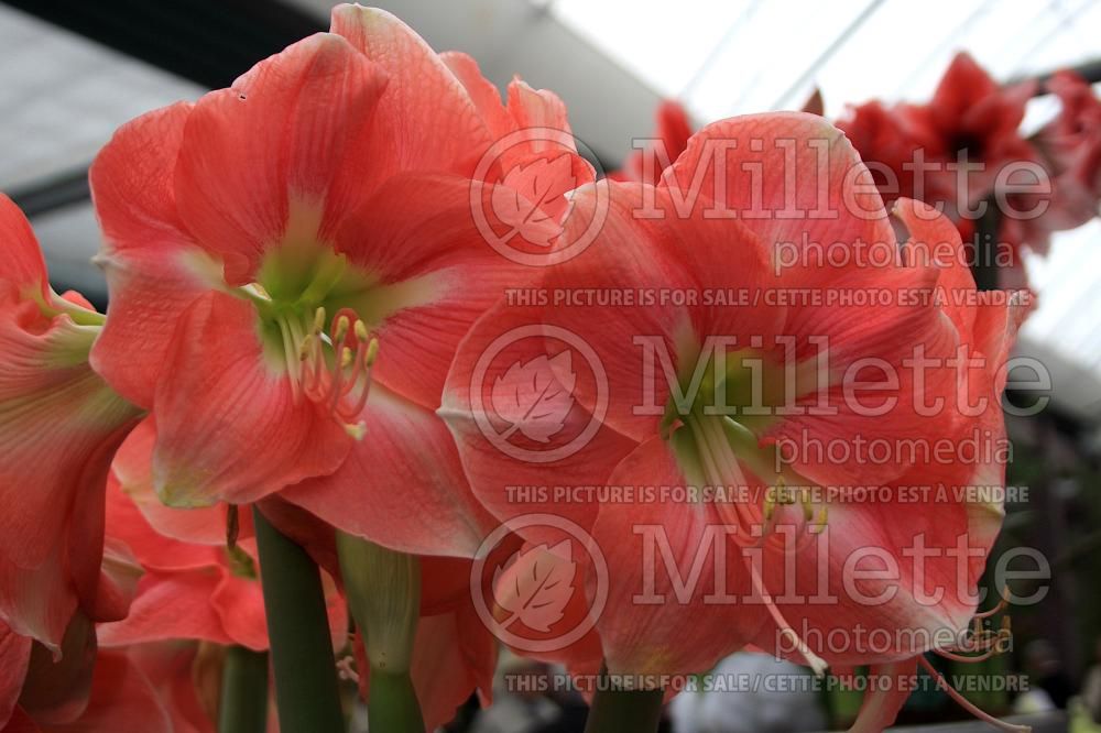 Hippeastrum aka Amaryllis Rosalie (Amaryllis) 1