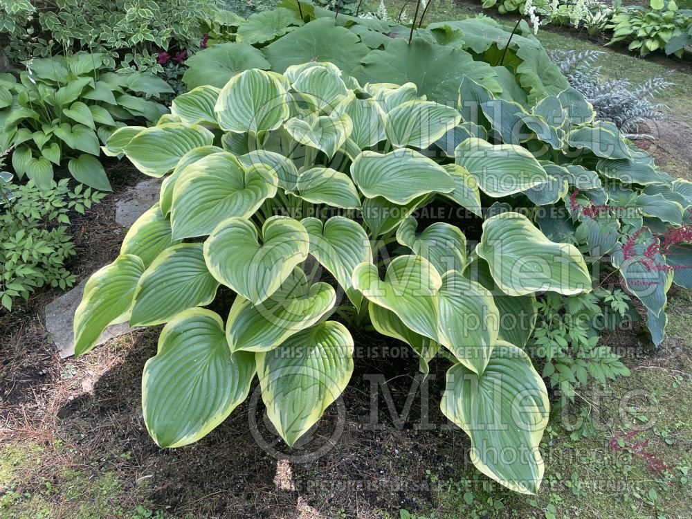 Hosta Victory (Hosta funkia august lily) 5