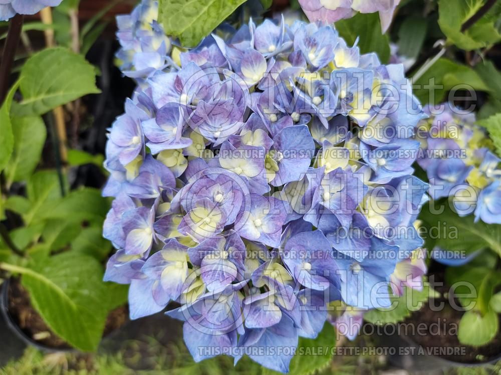 Hydrangea Black Steel Blue Ball (Bigleaf Hydrangea Mophead) 1