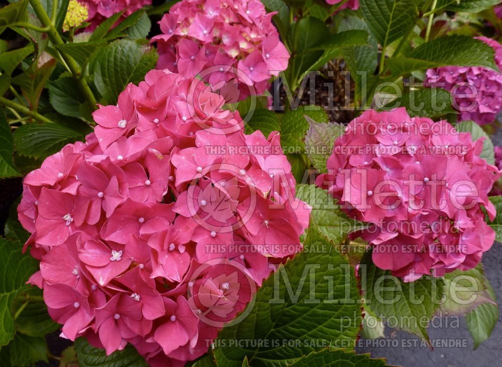 Hydrangea Glowing Embers (Bigleaf Hydrangea Mophead) 1