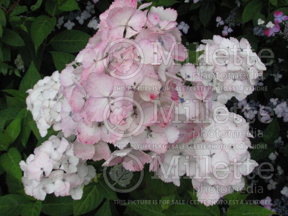 Hydrangea Madame Emile Mouillère (Bigleaf Hydrangea Mophead) 1