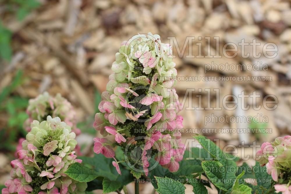 Hydrangea Ruby Slippers (Bigleaf Hydrangea Mophead) 2