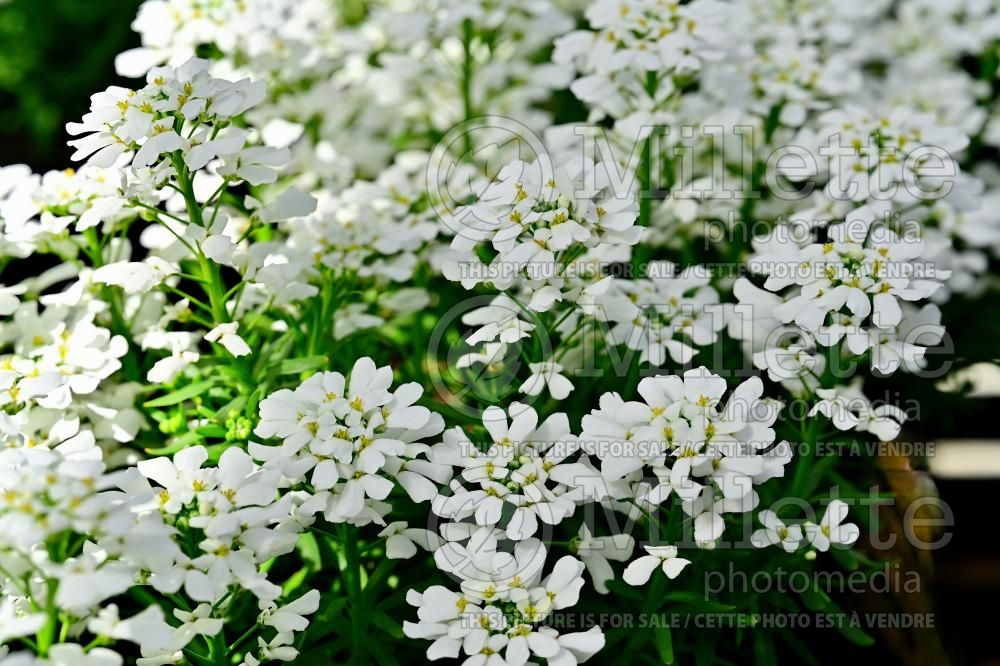 Iberis Snowsation (Candytuft) 1