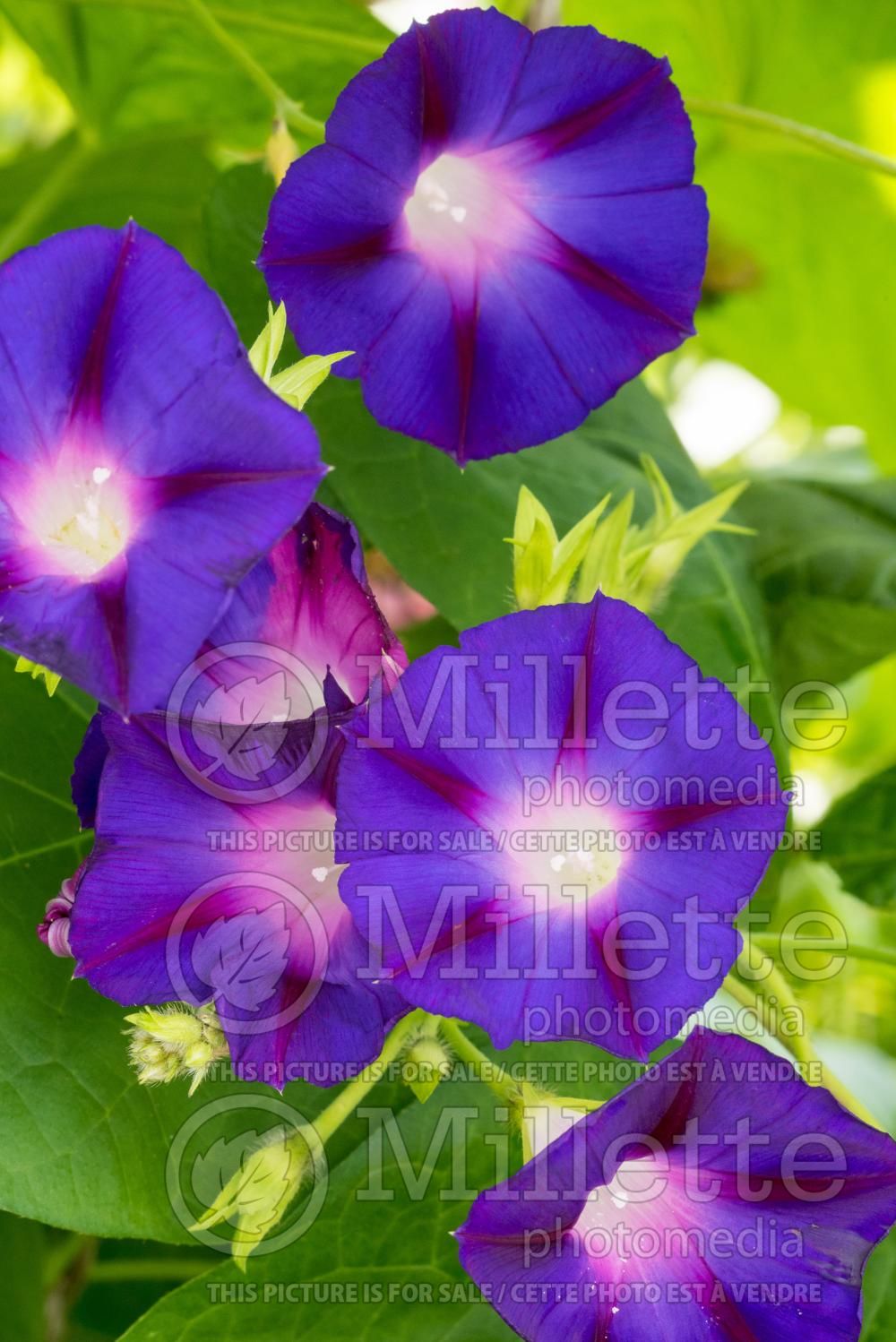 Ipomoea Grandpa Ott's (Morning glory) 2