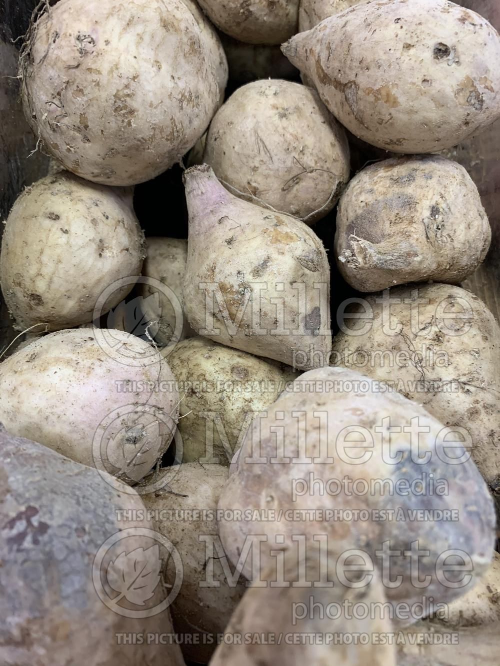 Ipomoea Okinawan - (Purple Yam - Sweet Potato Vine vegetable – patate douce) 11