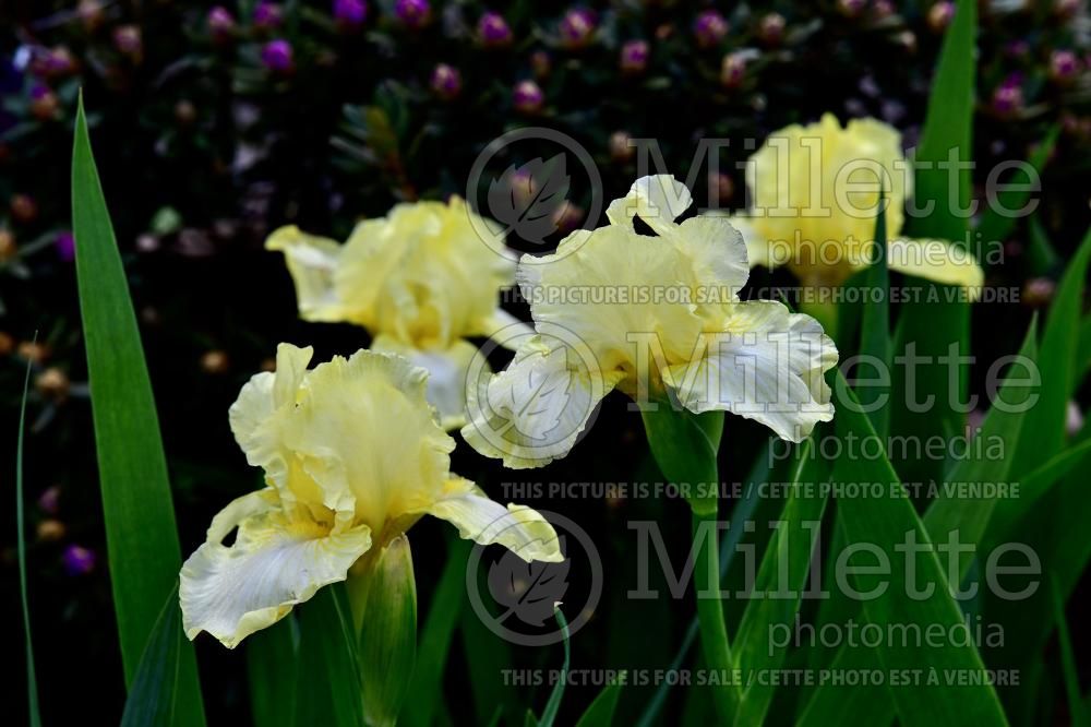 Iris Maui Moonlight (Iris germanica, Tall Bearded) 5