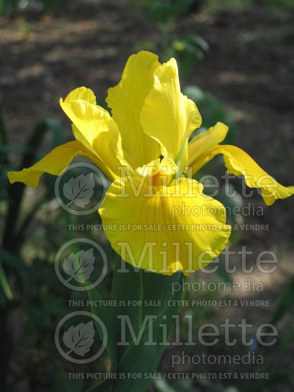 Iris Forty Carats (Iris spuria) 2