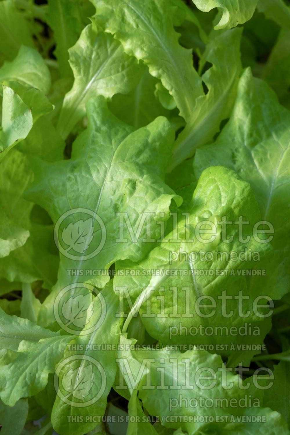 Lactuca Black Seeded Simpson (lettuce vegetable - laitue) 3